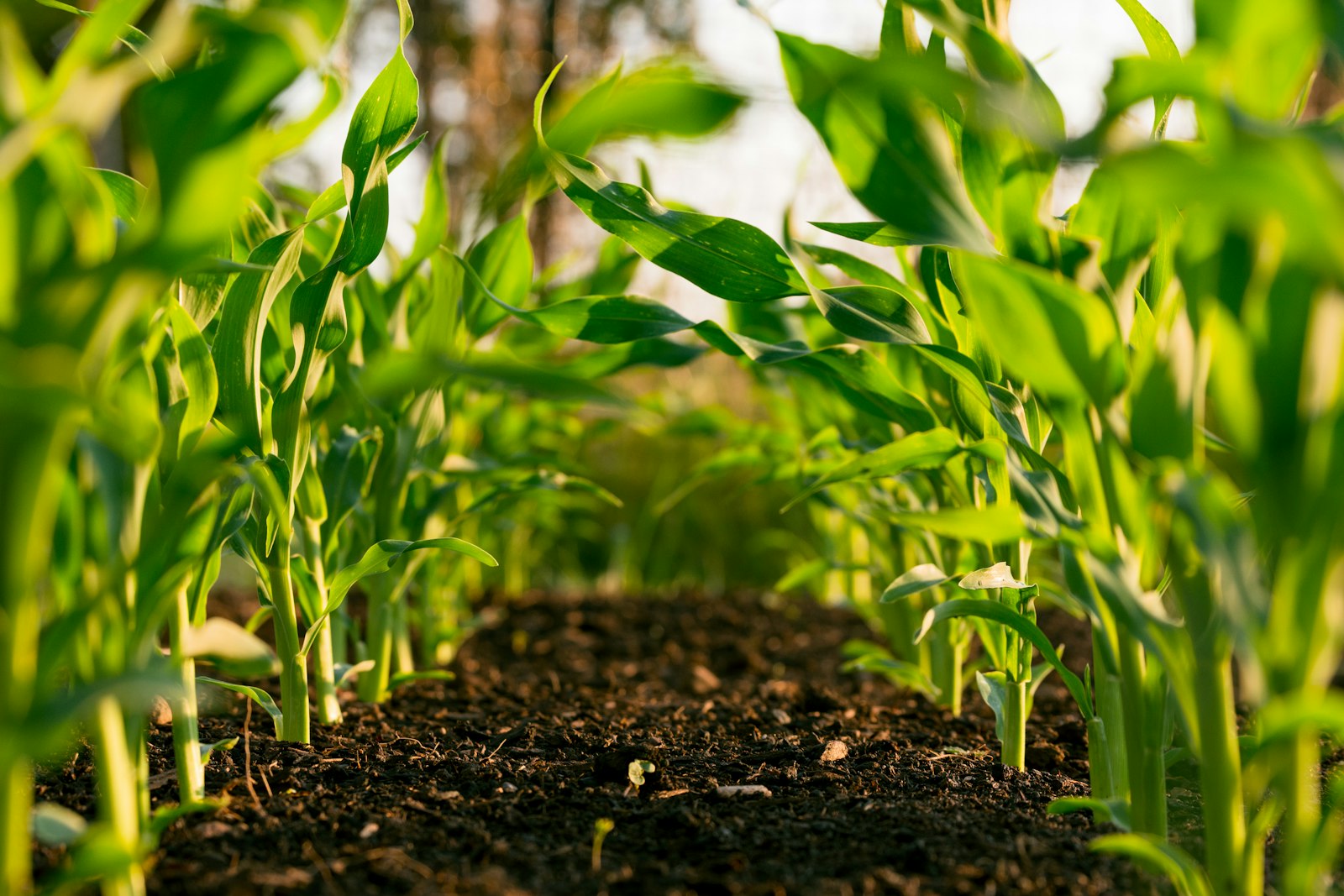 Farm field representing upstream supply for vegetarian products